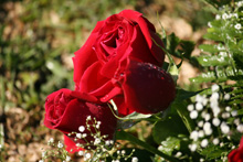 Црвени рози