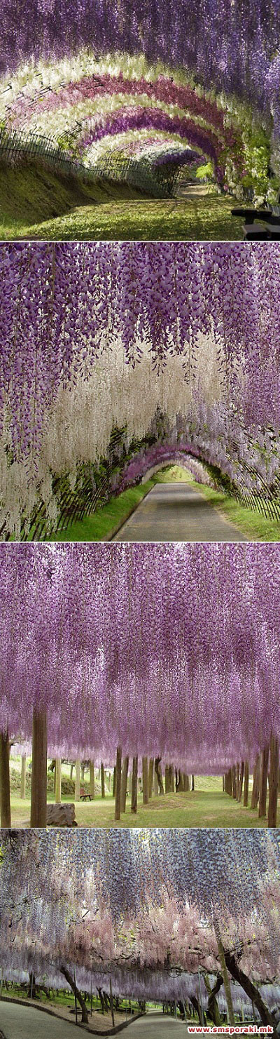 Kawachi Fuji Јапонија 04