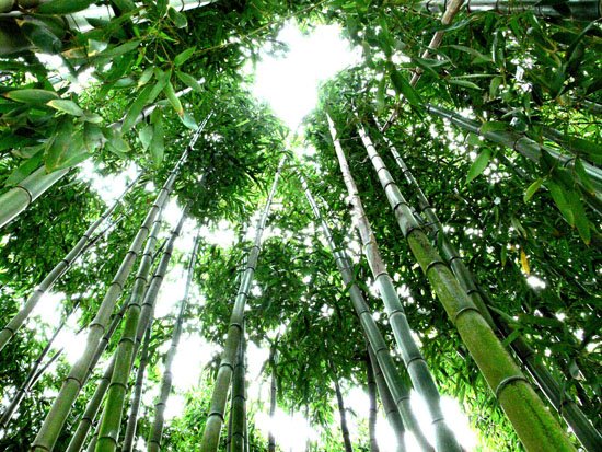 Приказна за бамбусот